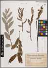 Foto von Salix caprea L. x Salix eleagnos Scop.
